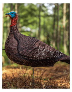 Appelant ''Photoform'' Jeune mâle