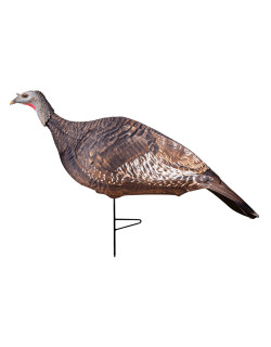 Appelant ''Photoform'' Femelle