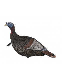 Appelant ''Thunder 1/4 Strut'' Jeune mâle